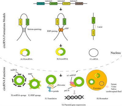 Circ-SHPRH in human cancers: a systematic review and meta-analysis